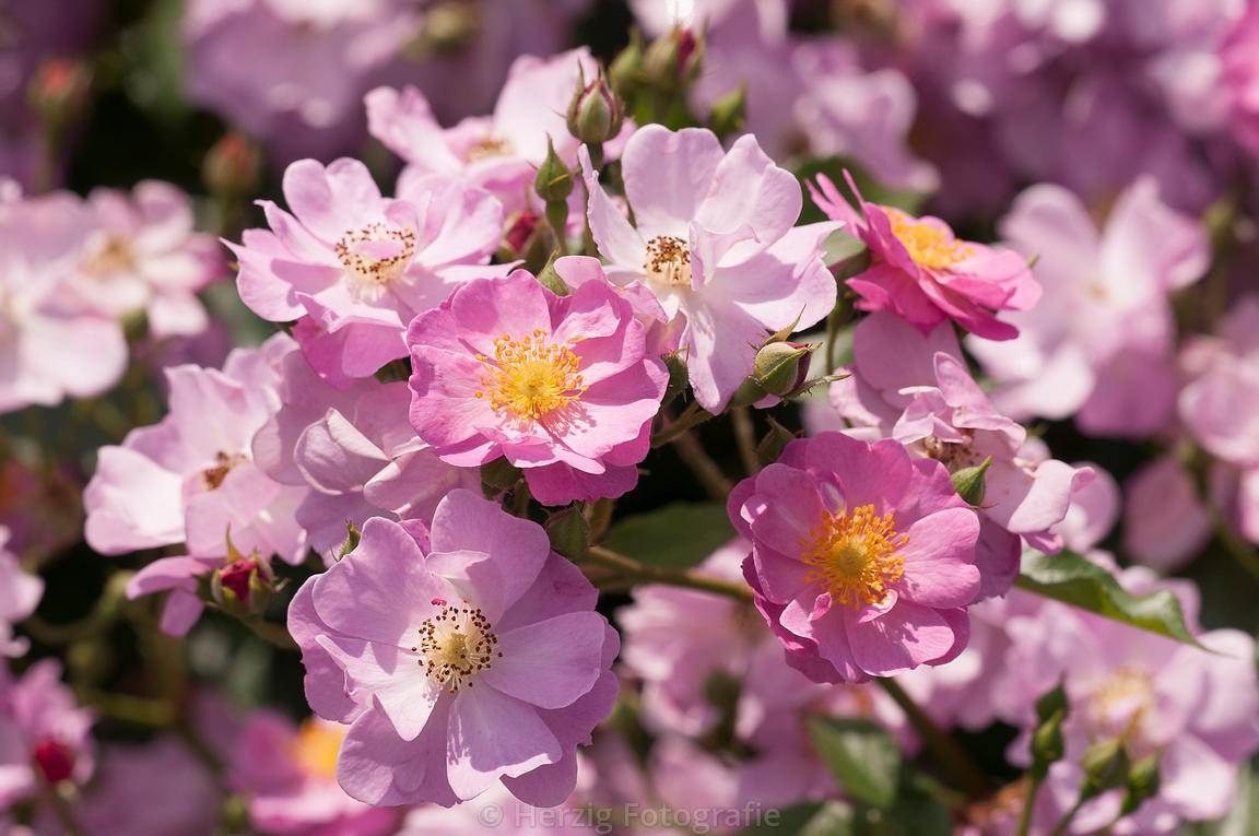 Rosa 'Lavender Meidiland'